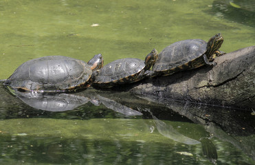 Fototapeta premium São Paulo, Brazil, three tortoises