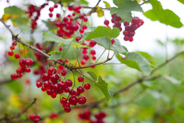 Ripe red currants