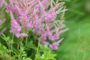 Pink garden flowers