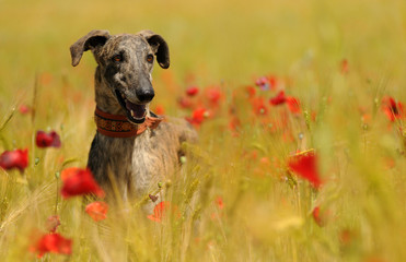 Obraz premium Galgo entre las amapolas