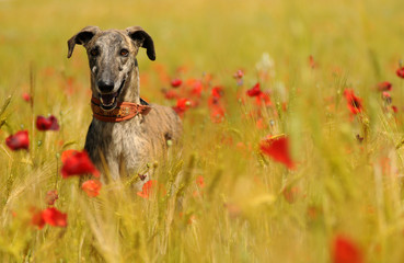 Perro galgo en primavera