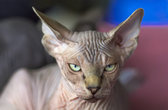 Sphynx Cat