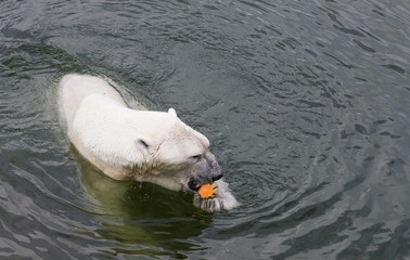 Naklejka premium Polar Bear Eating a melon