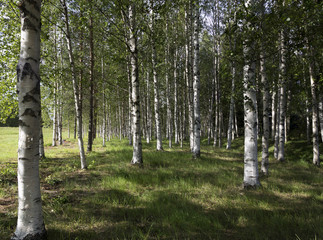 Obraz premium Birches in the summer forest