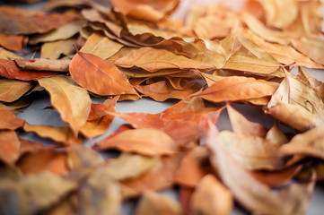 Fallen brown leaf