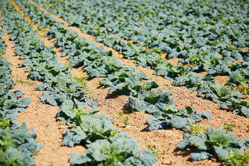 Cabbage field