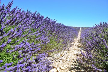 lavender fields