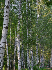 birch, birch grove, tree trunk, bark, green, spring, fresh, summer