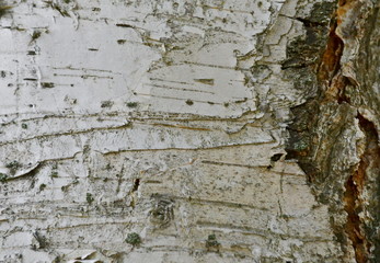 Birch bark, white bark, bright, tree trunk, bark