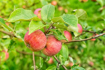 Ripe red apples on a branch of apple tree on a sunny day. Organic farming/agriculture; fresh, healthy, natural, unprocessed produce.