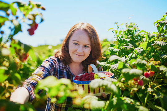 Smiling woman gathering ripe raspberries