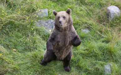 Young brown bear in Finaish Lapland