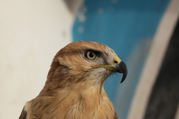 ptak na niebieskim tle © agarianna