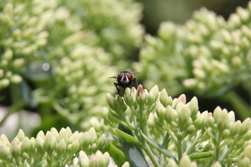 Fliege im Grünen