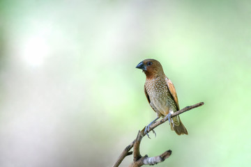 Natural bird brown patterned black - white. On branches