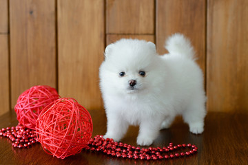 Little puppy. Pomeranian spitz-dog - obrazy, fototapety, plakaty
