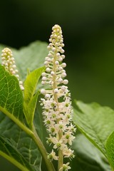 Blütenstand der Indischen Kermesbeere / Inflorescence of the Indian poke Berry
