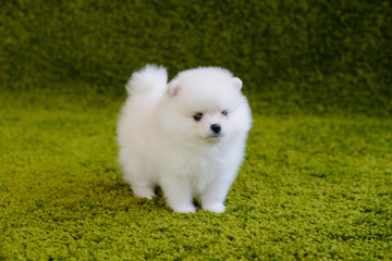 Little puppy. Pomeranian spitz-dog