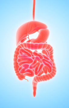 3D human male x-ray digestive system.