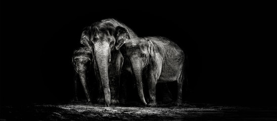 Elephant family in the dark