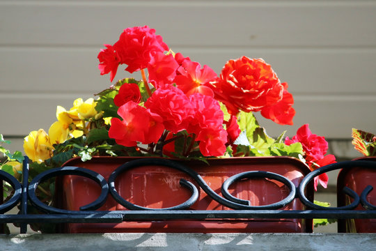 red flowers blooming begonia in a pot on the balcony of the house.