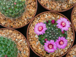 Beautiful blooming purple cactus flower