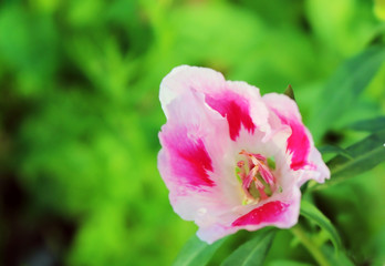 Pink and white Godetia flower or Farewell to Spring. Its scientific name is Clarkia Amoena