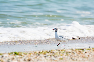 Seagull. On the shore of the sea.