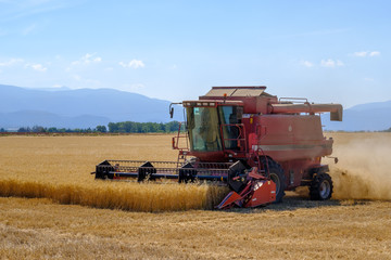 Obraz premium Harvester gathers the wheat crop in a field