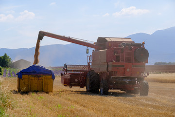 Fototapeta premium Harvester gathers the wheat crop in a field