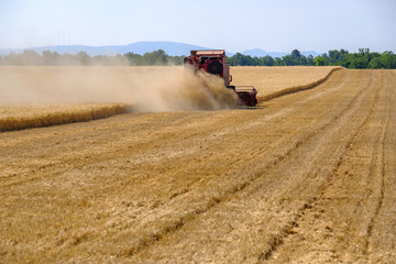 Obraz premium Harvester gathers the wheat crop in a field