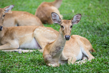 group of antelope deer sitting on the grass