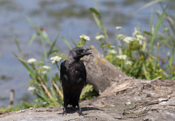 Jackdaw bird is clever
