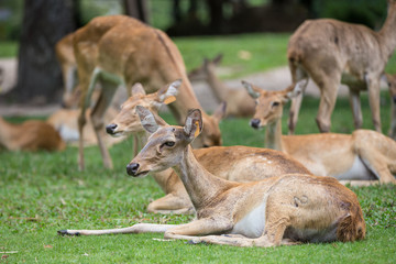 group of antelope deer sitting on the grass