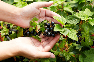 Close up photo of person picking blackcurrants in domestic garde