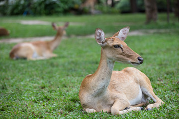 Naklejka na ściany i meble group of antelope deer sitting on the grass