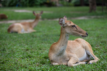 Naklejka na ściany i meble antelope deer sitting on the grass