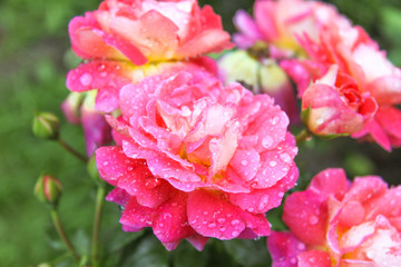 Raindrops on the rose in the garden