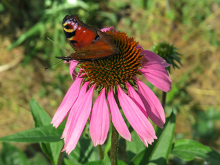 Butterfly on the coneflower