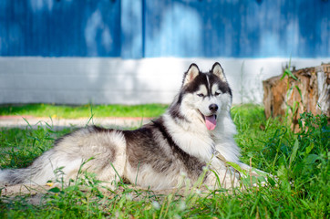 Husky dog on green grass