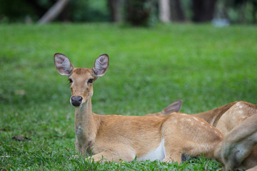 antelope deer sitting on the grass