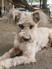 Old Maltese dog with cataract