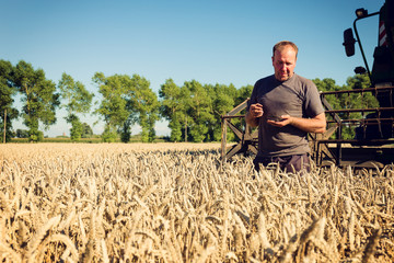 A farmer checks the quality of the wheat grain on the field, a harvesting machine is in the...
