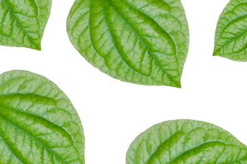 Chaplo Green leaf isolated on white  background,Piper lolot leaf,Concept eco,for background