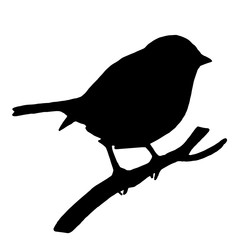 High quality original Silhouette bird on ash branch