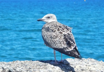 A seagull watching on a sea rock