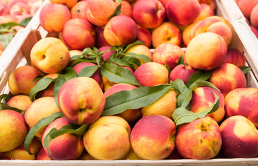 Weekly market Tuscany - apricot