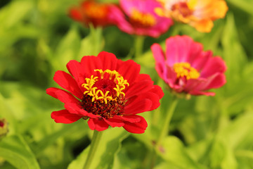 Beautiful spring flowers in the garden