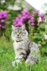Maine coon cat sitting in the grass