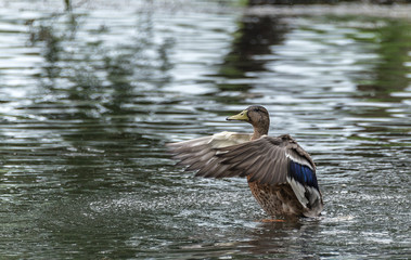  Goose standing in the water.